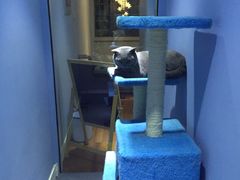 -喵的天空名猫咖啡馆·撸猫·猫舍·用品