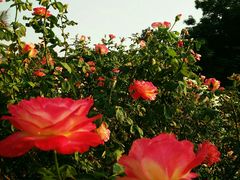 -人民公园(罗湖区)