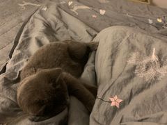 -lincat·猫舍(广州店)