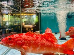 -阿伟海鲜楼·福建菜(延寿店)