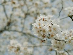 -西北湖绿化广场