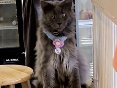 -平行世界·猫咖(首经贸店)