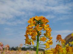 -中国天府农业博览园