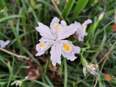-新虹桥中心花园