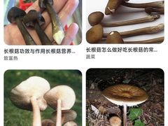 -雀舞云南菜(乐客城店)