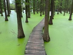 -渌洋湖湿地公园