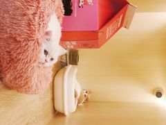 -momokira米努特·德文卷毛猫·棉花面纱犬