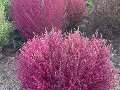 -春花秋色城市公园