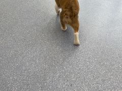 -爱佳宠物中心医院24H·CT·骨外科·猫专科(瑶海万达店)