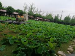 -洪湖家庭农场·团建·露营·会议