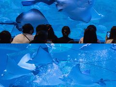 -烟台海昌鲸鲨海洋公园