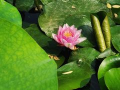 -莲花池公园