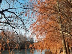 -上海海湾国家森林公园