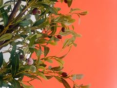 -LuluCake·路鹿蛋糕