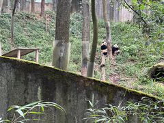 -中国大熊猫保护研究中心雅安碧峰峡基地