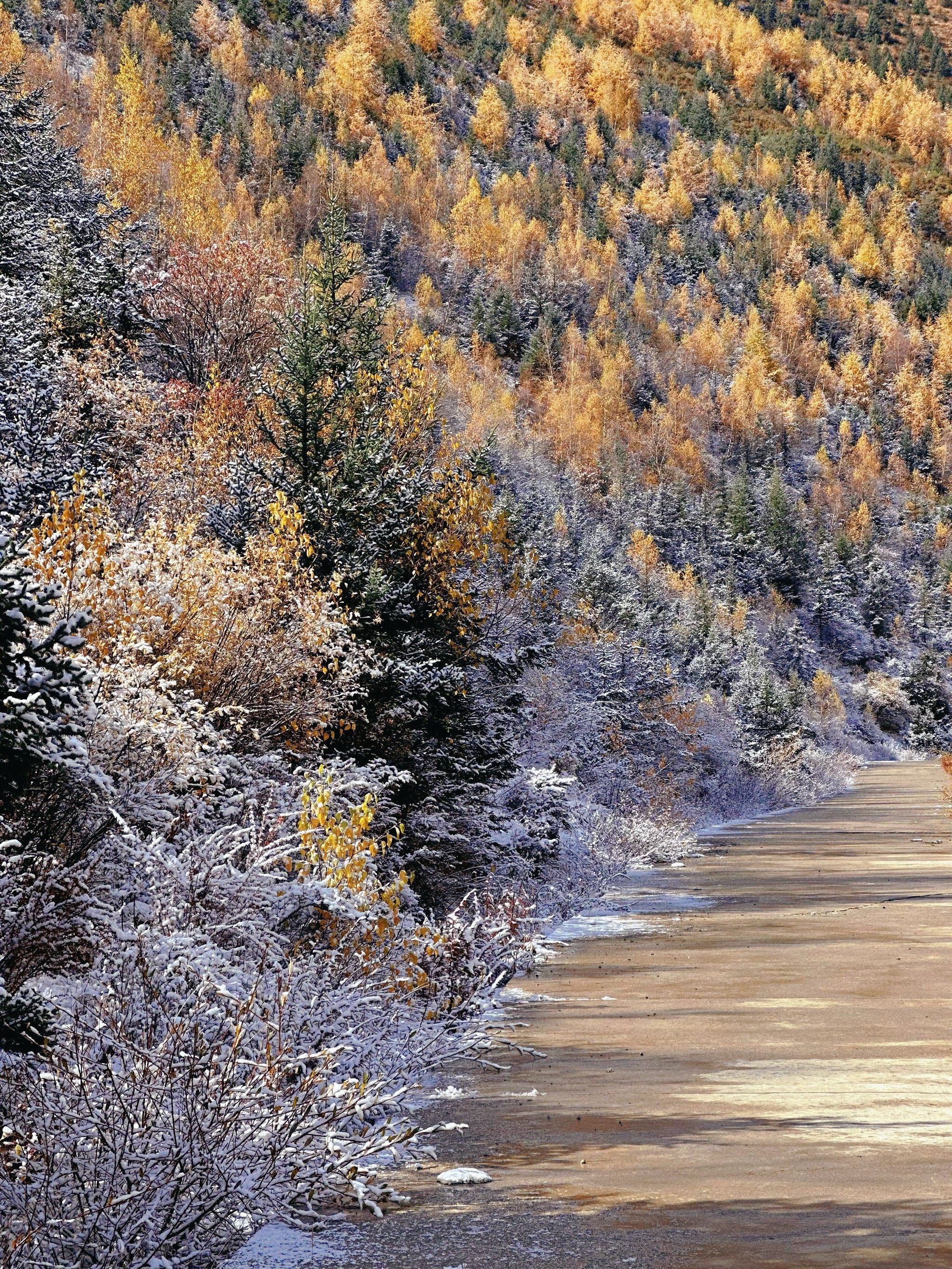 来新都桥感受秋天吧