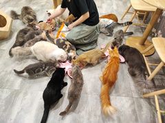 -楼上猫咖(罗湖店)
