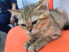 -佳雯宠物医院(金华南路分院)