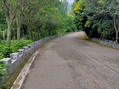 -抱犊崮国家森林公园