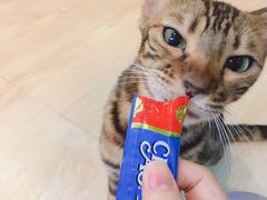 -李小姐の猫咖啡馆(五角场店)