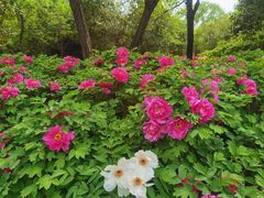 -洛阳市隋唐城遗址植物园
