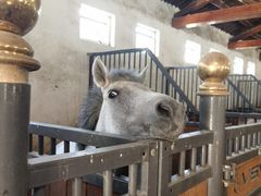 -北京群众马术培训基地