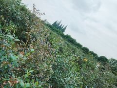 -金谷域澳洲庄园