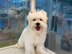 -翊宠yipet猫狗购宠庄园犬舍•猫舍