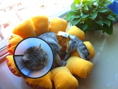 -纳吉亚猫专科动物诊疗中心(蒋宅口分院)