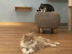 -猫冇咖·家门口的撸猫馆(大融城店)