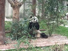 -成都大熊猫繁育研究基地