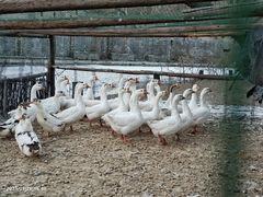 -卧龙堡客栈·中餐厅(古北水镇店)