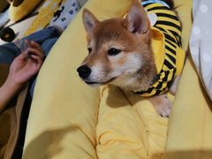 -逗柴咖啡屋·狗咖猫咖宠物桌游