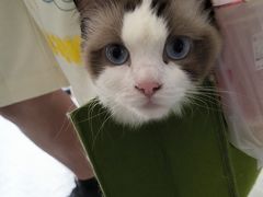 -纳吉亚猫专科动物医院·北北分院