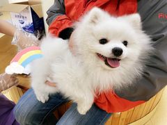 -瑞派宠物医院·24小时骨科·心脏·核磁(哈尔滨南岗店)