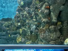 -上海海洋水族馆