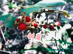 -七娘山