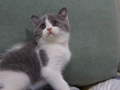 -东方名猫馆·英短金渐层布偶猫舍(环线广场1号楼店)