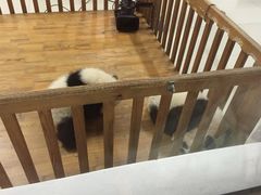 -成都大熊猫繁育研究基地