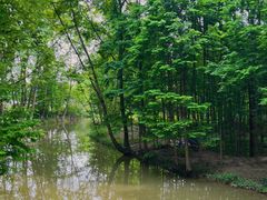 -桤木河湿地公园