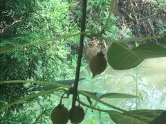 -合肥滨湖国家森林公园