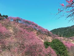 -新建村梅花