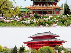 -曹州牡丹园