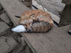 -宫城藏王狐狸村