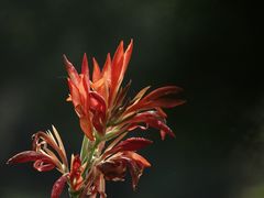 -花开海上生态园