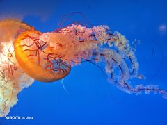 -太平洋海底世界