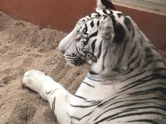 -清迈夜间动物园