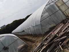 -胜丰草莓采摘园