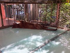 -喵屿·大理花园猫咖