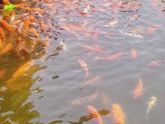 -广东圆玄道观